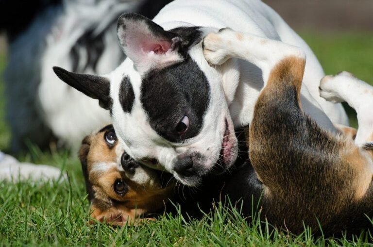Beneful Dream Dog Park Initiative #DreamDogPark #FriendsOfBeneful